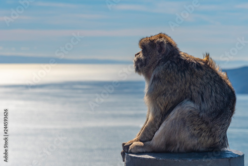 Monkey watching the Mediterranean sea © JazzaInDigi