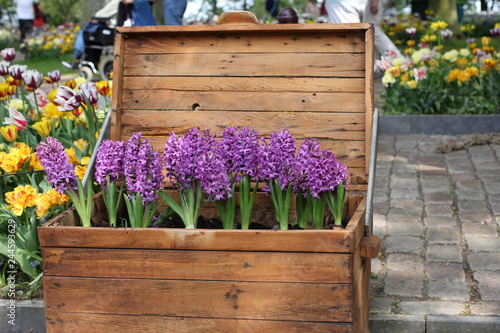 a wooden box with purple hyacinth flowers in a flower park in springtime in holland
