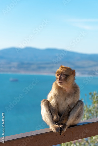 Young macaque at Gibraltar © JazzaInDigi