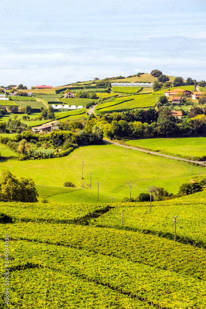 Fields of vineyards in Zumaia, San Sebastian, Spain on a sunny day