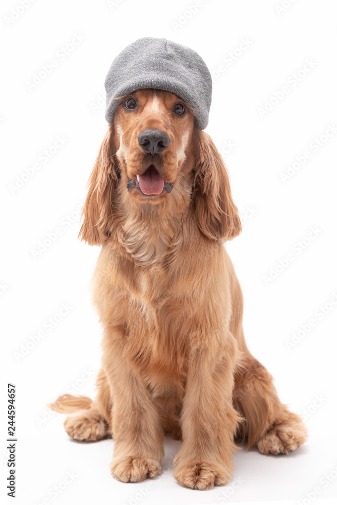 cocker spaniel photo shoot wearing a grey hat