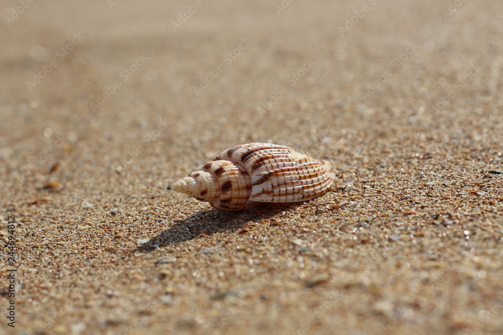 Beautiful shell lying alone on a deserted clean beach Beautiful shell lying alone on a deserted clean beach