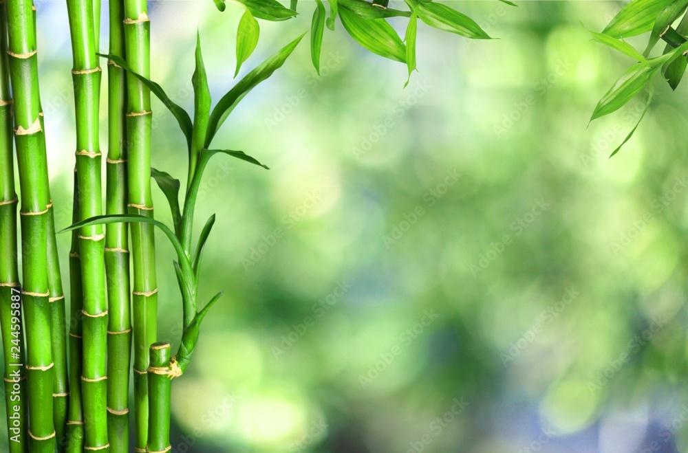 Fototapeta Wiele bambusowi badyle na tle