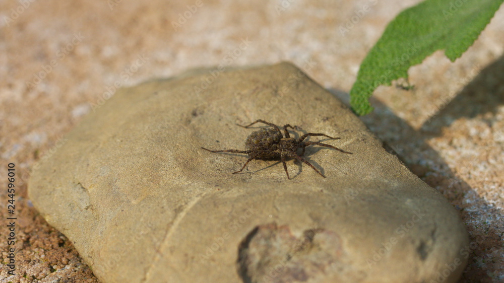 Brown spider on a stone in the garden Brown spider on a stone in the garden