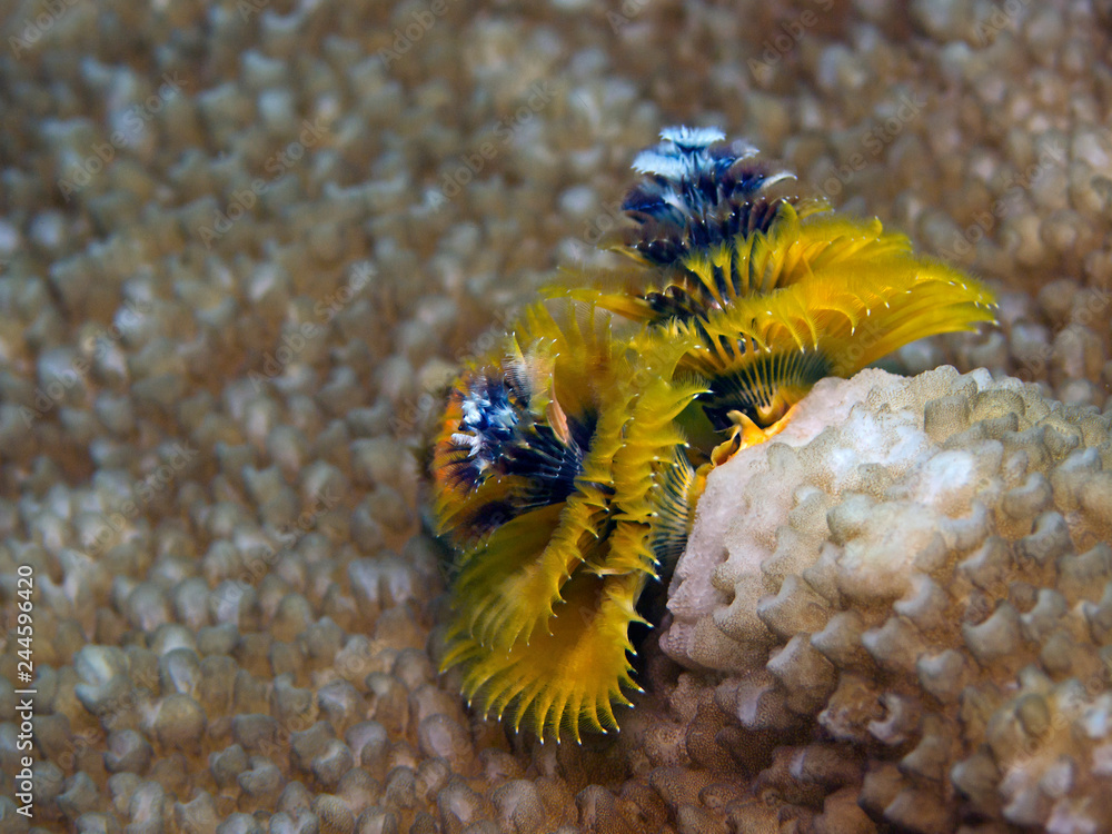 Naklejka premium Underwater clsoe-up photography of small coral polyps.