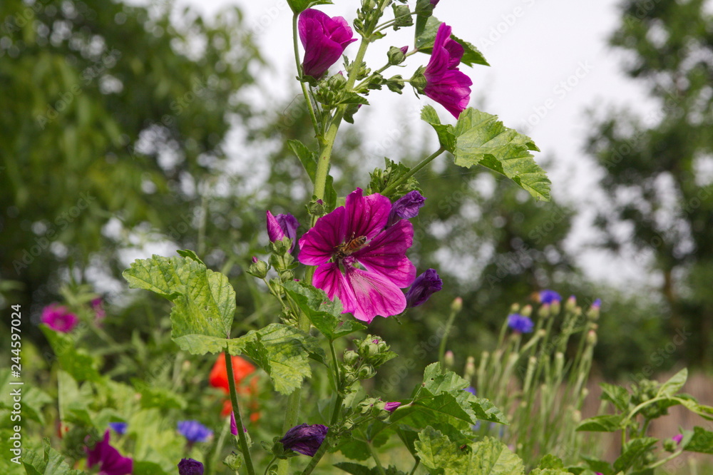 Fototapeta premium Insect on Malva sylvestris, Bechermalve, Mallow