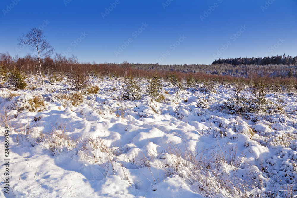 parc naturel des Hautes-Fagnes sous la neige, Belgique parc naturel des Hautes-Fagnes sous la neige, Belgique
