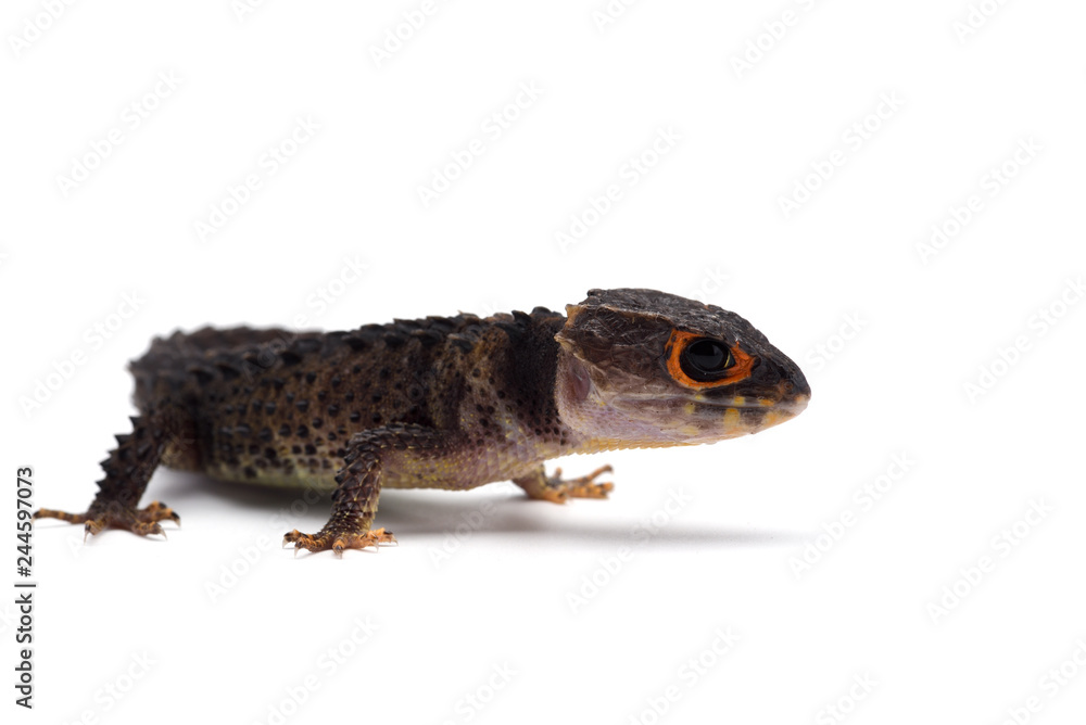 The crocodile skink isolated on white background The crocodile skink isolated on white background