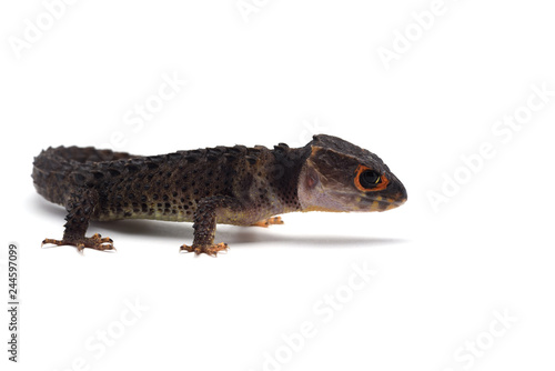 The crocodile skink isolated on white background