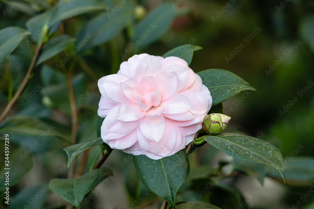 Rosa Kamelie japonica L. 'Cheryl Lynn' Theaceae Rosa Kamelie japonica L. 'Cheryl Lynn' Theaceae