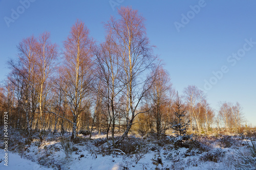 parc naturel des Hautes-Fagnes sous la neige, Belgique © mariesacha