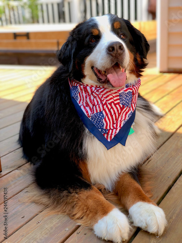 Bernese Mountain Dog, America