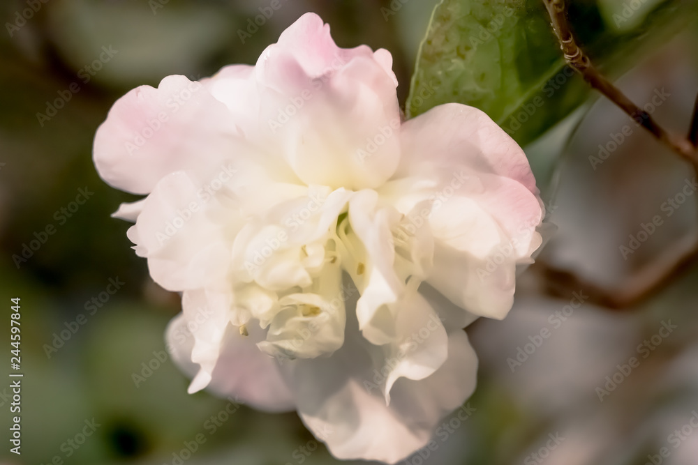 Obraz premium Weisse Kamelie japonica x C.lutchuensis 'Cinnamon Cindy'