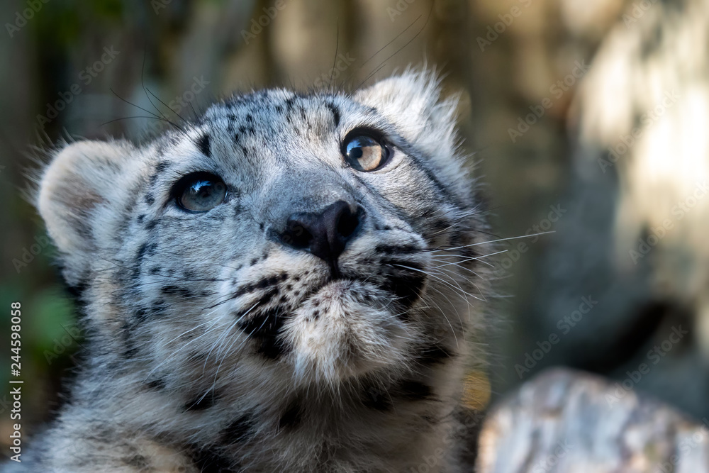 Obraz premium Kitten of snow leopard - Irbis (Panthera uncia)