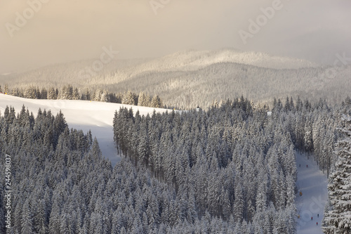 The snow-covered slopes of the Carpathians mountains covered with coniferous forests and skiers, skating on a frosty sunny winter day