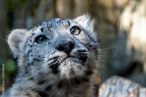 Kitten of snow leopard - Irbis (Panthera uncia) photo