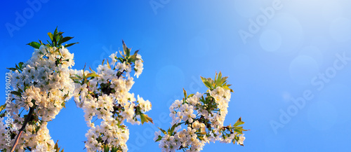 Spring blooming cherry flowers and sun. Spring background.