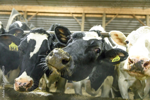 Cows at a Feed Bunk photo