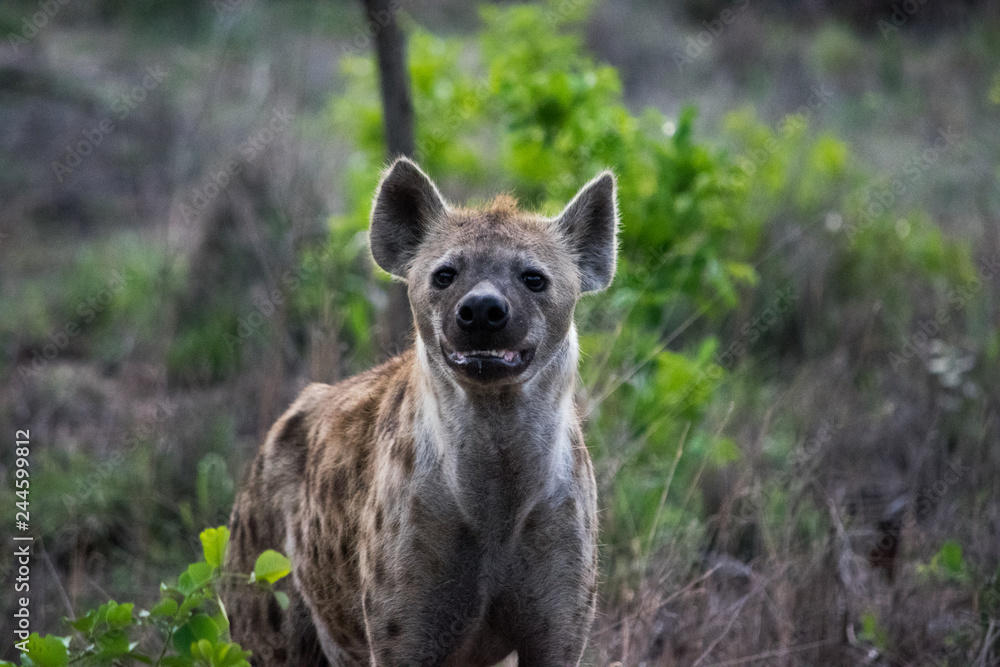 hyena in africa hyena in africa