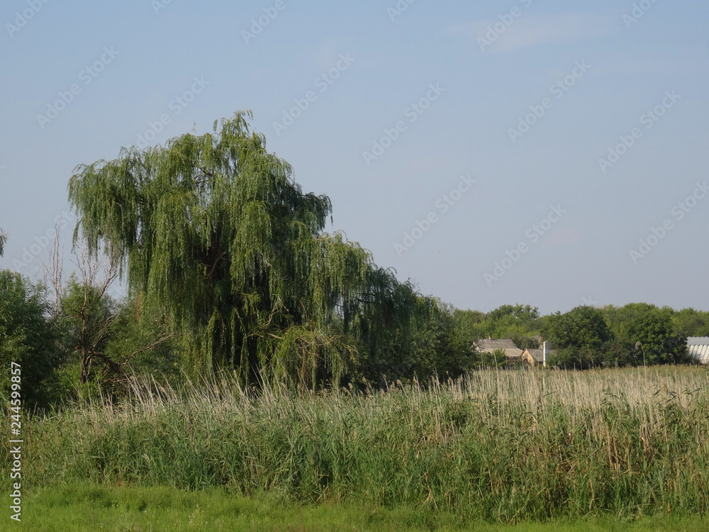Green willow tree