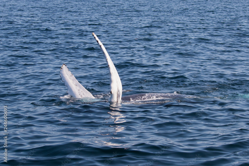 Fototapeta premium humpback whale pectoral fin display