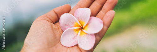 Tropical Hawaii monoi flower frangipani flowers fresh on hand banner panorama. For spa wellness concept. photo