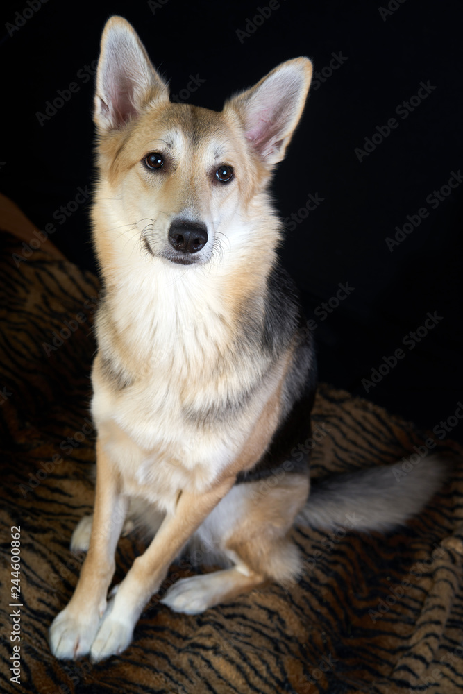 shepherd dog Detailed portrait on a black background, cute dog brown-white sitting upright