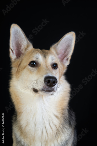shepherd dog Detailed portrait on a black background  cute dog brown-white. looking away
