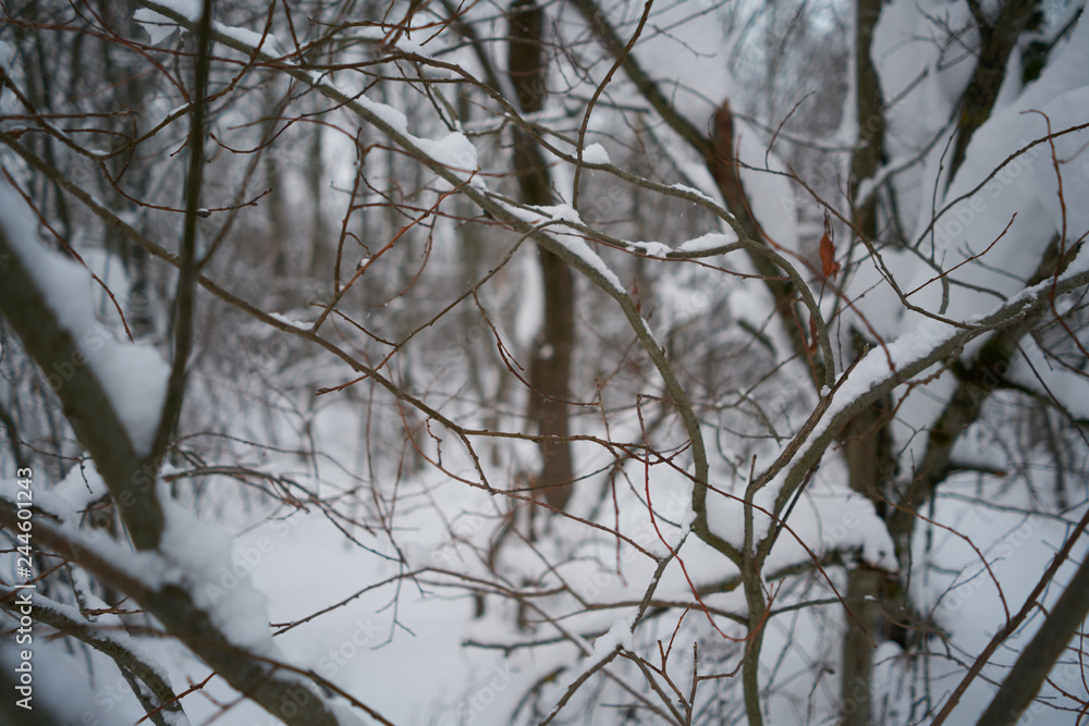 winter forest in the snow. branches covered with snow. winter forest in the snow. branches covered with snow.
