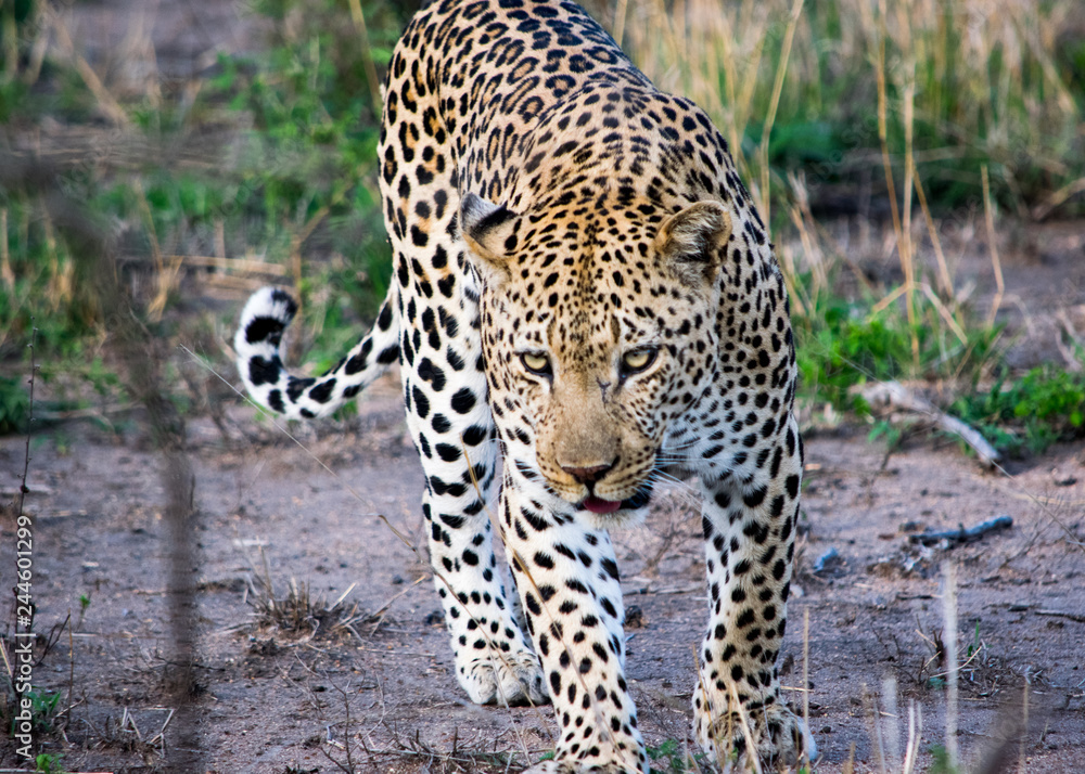 Leopard Leopard