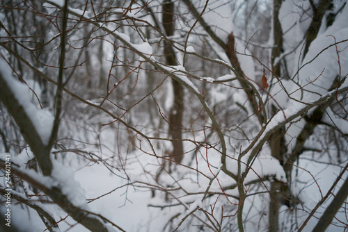 winter forest in the snow. branches covered with snow.