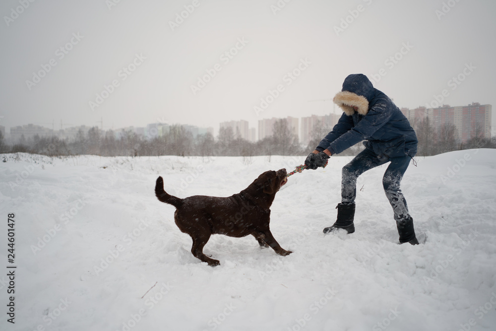 Labrador the dog plays outside in the winter with the owner rope pulling