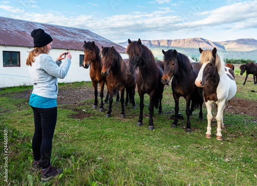 Girl is photographing Icelandic horses in the farm  of Varmahlid village. photo