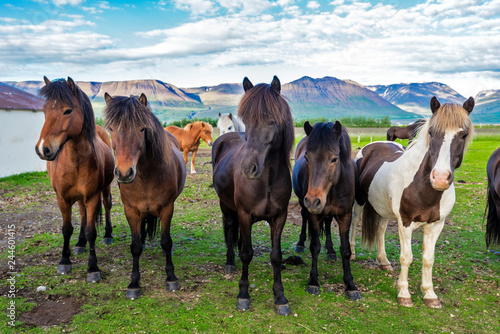 Icelandic horses in the farm  of Varmahlid village. Skagafjordur municipality in Northwestern Iceland photo