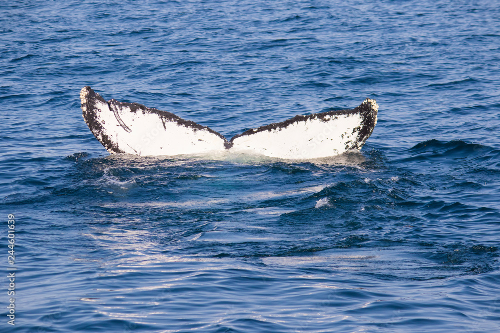Fototapeta premium humpback whale diving tail 