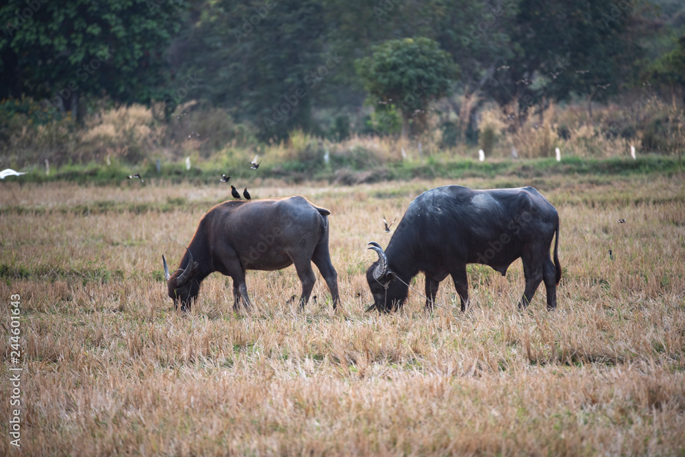 water buffalo, farm animals