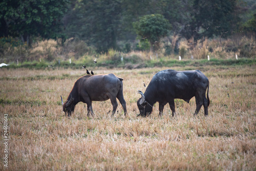 water buffalo  farm animals