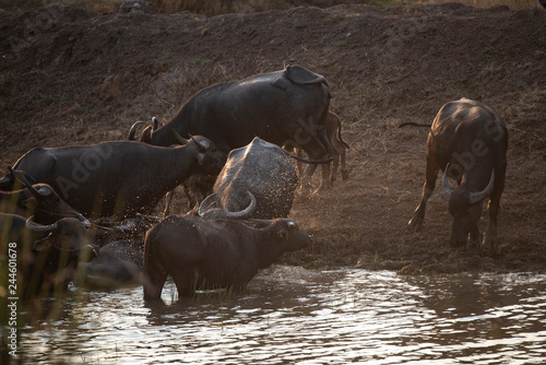 water buffalo, farm animals