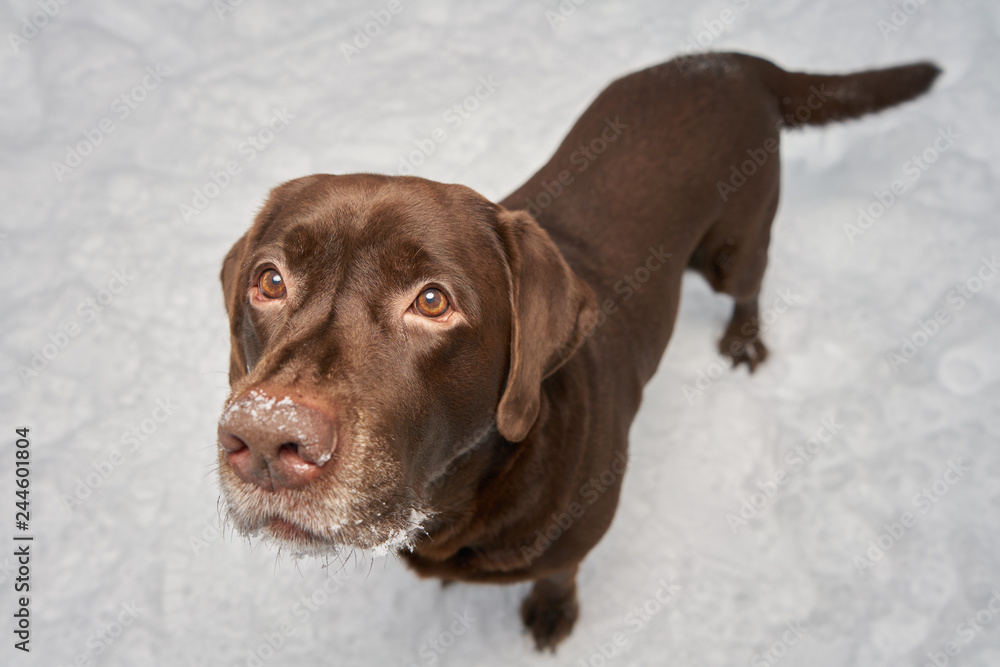 Labrador portrait in winter on the background of snow. winter walk with the dog. Labrador portrait in winter on the background of snow. winter walk with the dog.
