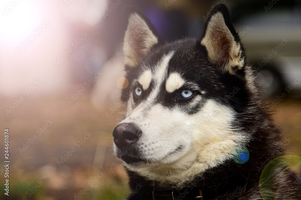 Portrait Husky dog with interesting eyes outdoors Portrait Husky dog with interesting eyes outdoors
