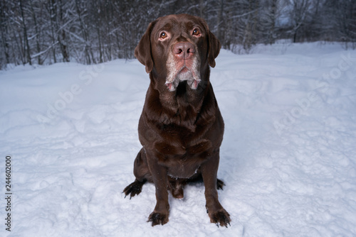 Labrador portrait in winter on the snow. winter walk with the dog.