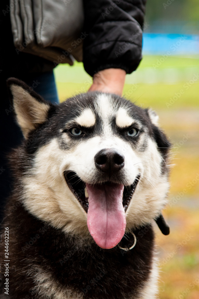 Portrait Husky dog with interesting eyes outdoors Portrait Husky dog with interesting eyes outdoors