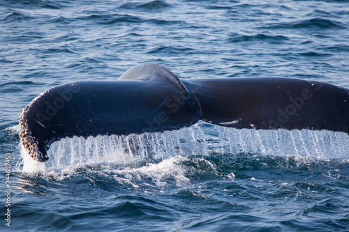 humpback whale diving tail 