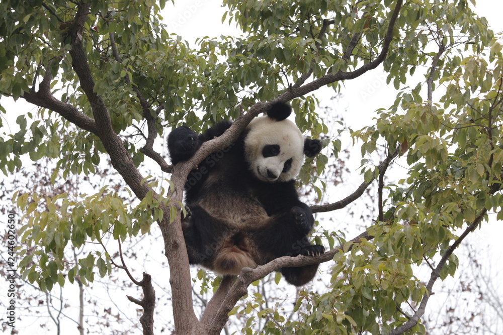 Fototapeta premium Sub Adult Panda is Having Fun on the Tree, China