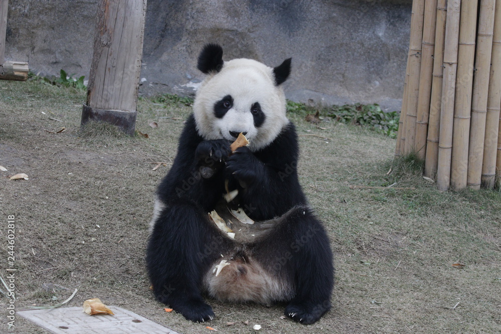 Cute Fluffy Panda Cub Holds Bamboo Shoot in his Paws, China