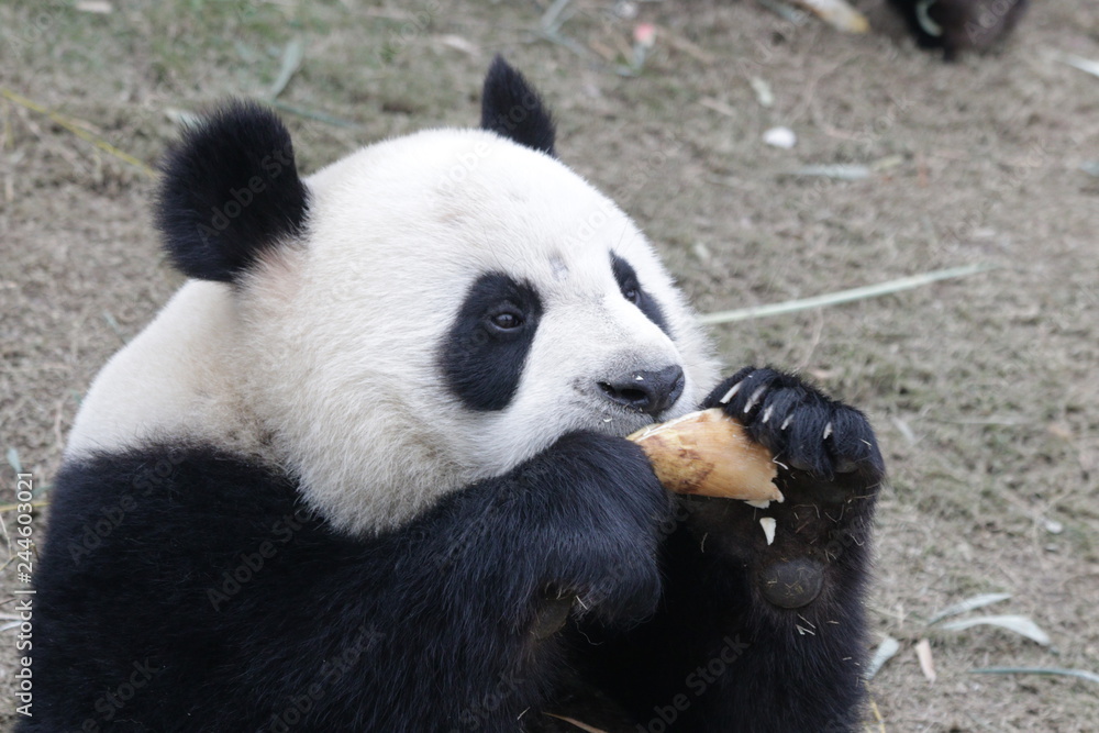 Close up Panda enjoys Eating Bamboo Shoot, China Close up Panda enjoys Eating Bamboo Shoot, China