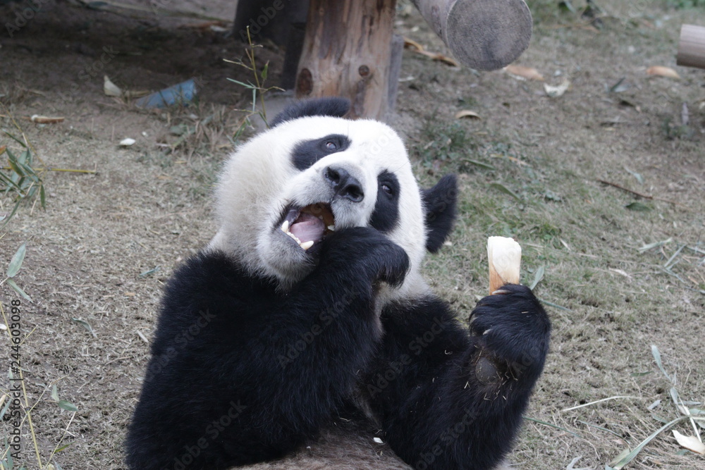 Obraz premium Funny Pose of Panda Cubs while Eating Bamboo Shoots
