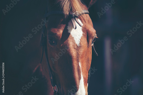 Brown horse Portraits