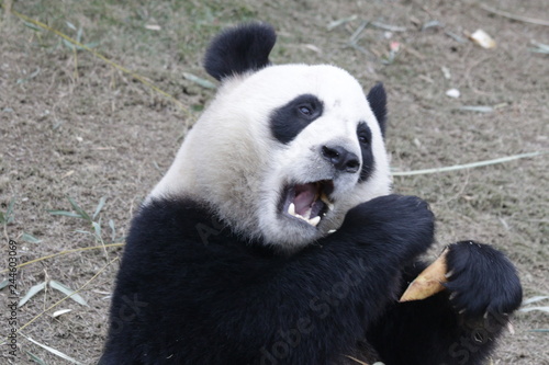 Fototapeta Naklejka Na Ścianę i Meble -  Funny Pose of Panda Cubs while Eating Bamboo Shoots