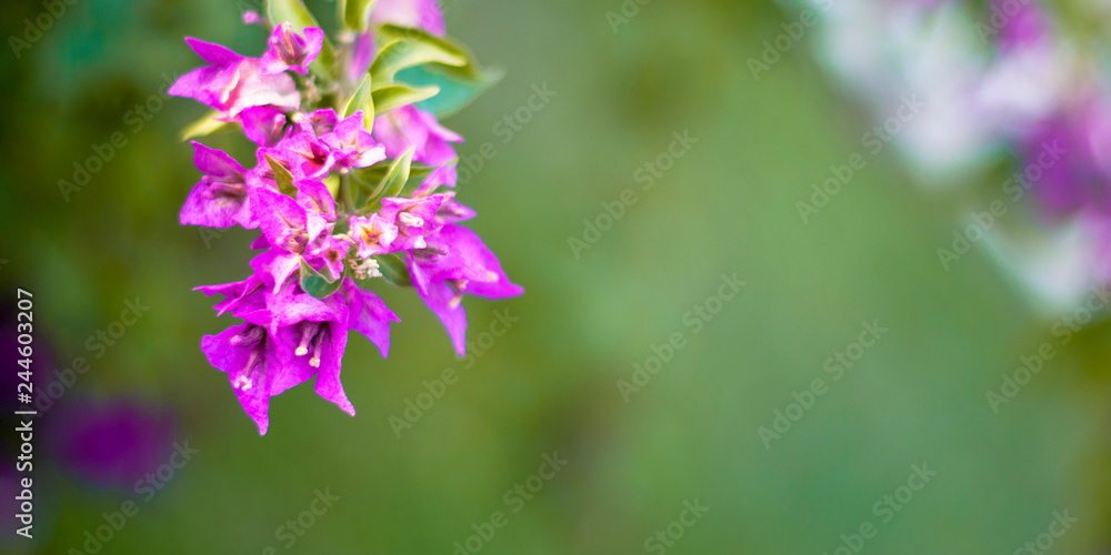 Phalaenopsis flowers bloom in spring adorn the beauty of nature. This is the most beautiful orchid decorated in the house to help people close to nature Phalaenopsis flowers bloom in spring adorn the beauty of nature. This is the most beautiful orchid decorated in the house to help people close to nature